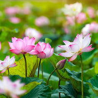 Bonsai Lotus Flower Seeds (40 Seeds)