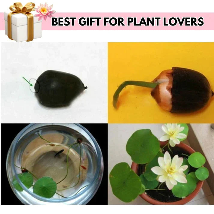 Bonsai Lotus Flower Seeds (40 Seeds)