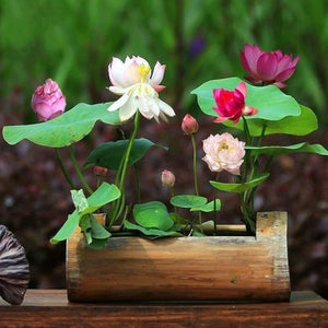 Bonsai Lotus Flower Seeds (40 Seeds)